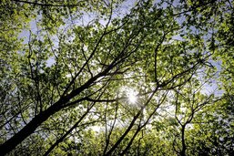 Le Grand Conseil approuve un crédit de 4,5 millions pour les forêts domaniales du canton