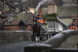 Les chevaux reviennent collecter les sapins de Noël des Fribourgeois