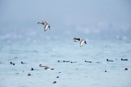 Le recensement des oiseaux d'eau révèle quelques surprises