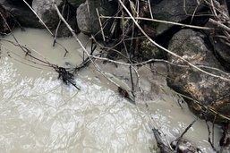 Ecosystème: Des travaux de forage provoquent la pollution d’un ruisseau à Grattavache