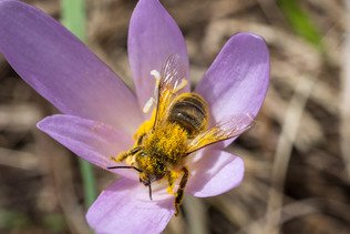 Nouvelle liste rouge: 45% des abeilles sauvages menacées