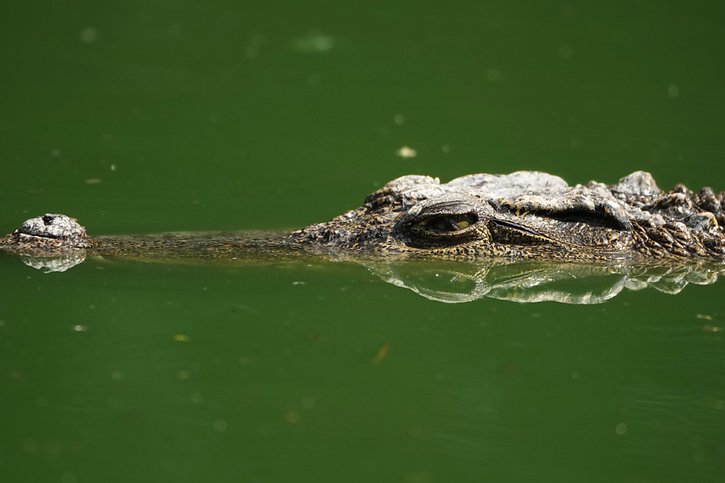 Les attaques de crocodiles sont rares, mais ont déjà été recensées dans le Territoire du Nord, en Australie. © KEYSTONE/AP/SAKCHAI LALIT
