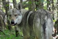 Vaud: Le Conseil d’Etat refuse d’éradiquer le loup dans la Broye